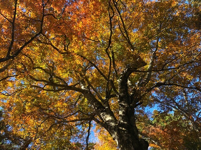 富士見山の黄色く色づいた紅葉