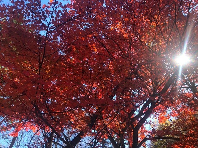 富士見山展望台から山頂までの登山ルートの紅葉