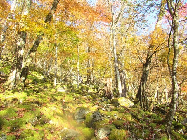 細島峠までの登山コースの紅葉と苔