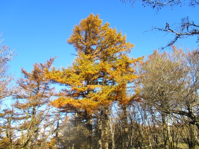 十枚山へ至る稜線上の紅葉