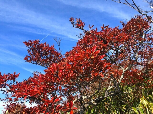 下十枚山の紅葉