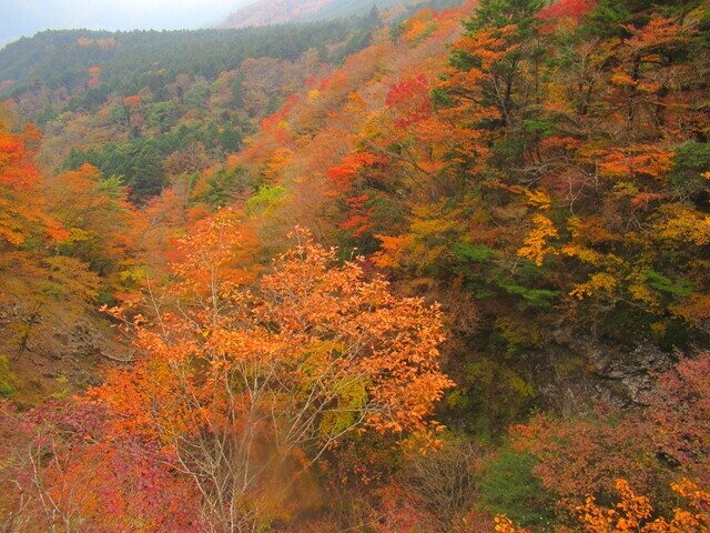 篠井山登山口付近の紅葉