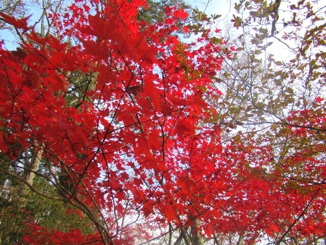 篠井山の紅葉