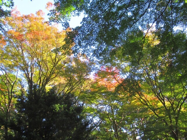 大山の紅葉