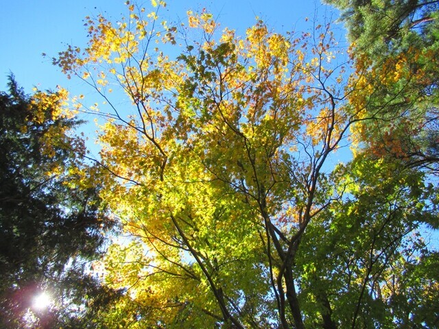 大山の紅葉が綺麗な登山道