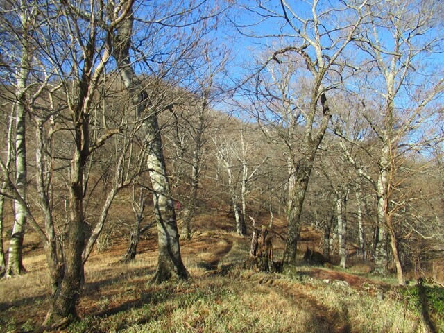 天王寺尾根を進んで丹沢山を目指してスタートの様子