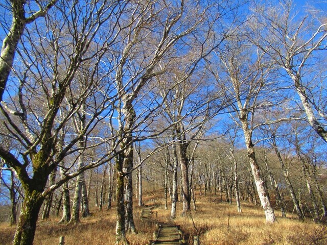 天王寺尾根のブナ林と木道地帯