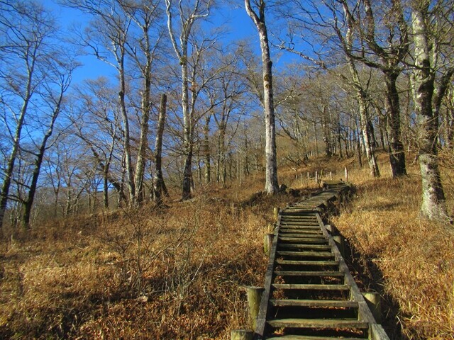 天王寺尾根の長い木道コース