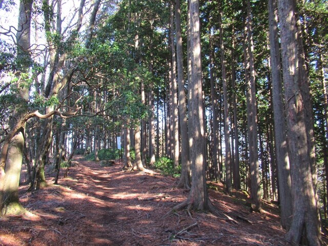 長尾尾根ルートを歩いている様子