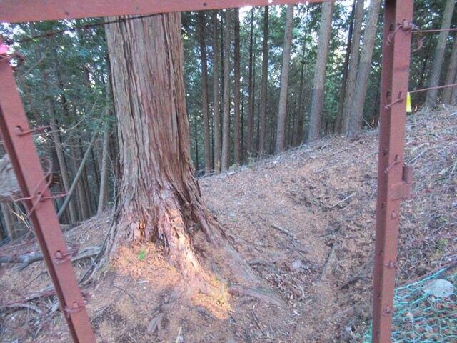 長尾尾根ルートの鹿除けの柵