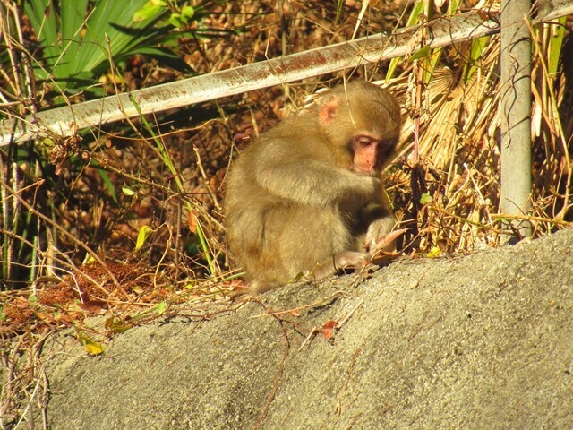 鴨沢ルート登山口付近の猿