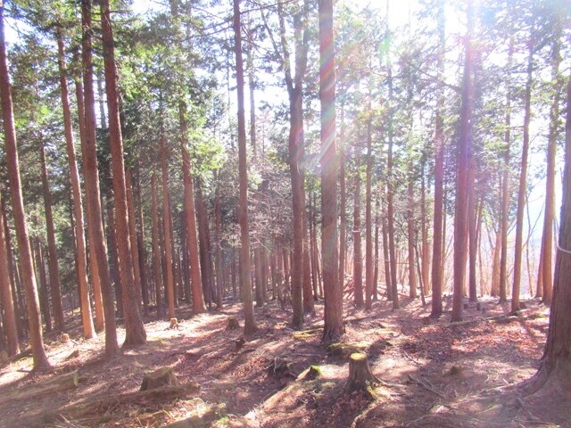 赤指山・雨乞山への登山ルートの様子