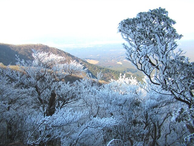 愛鷹山越前岳の登山ルート上の霧氷