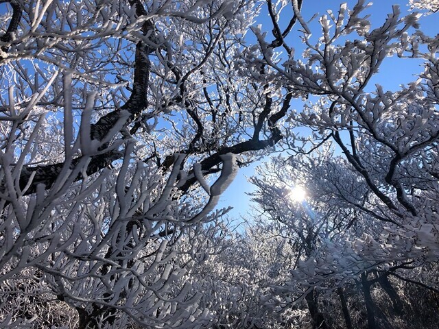 青空と越前岳の霧氷
