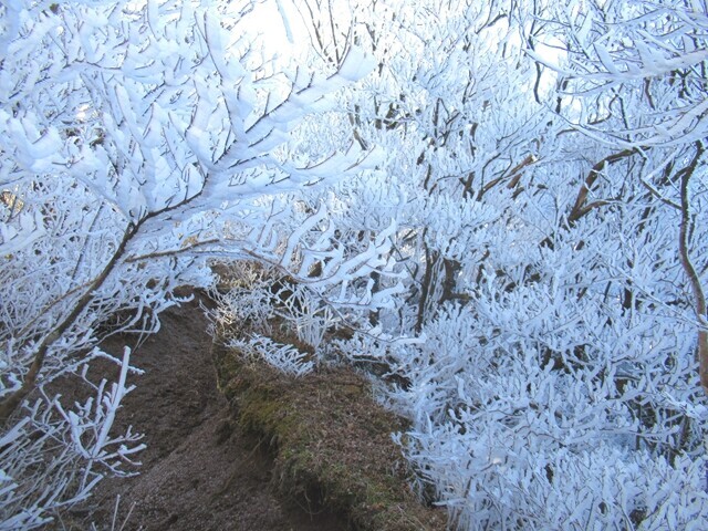 綺麗な霧氷の森を愛鷹山越前岳を目指して歩いている様子