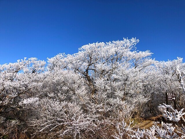 越前岳山頂も霧氷の森