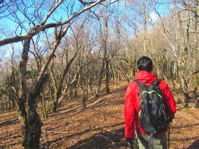 勢子辻登山ルートの尾根道