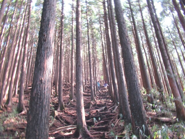 愛鷹山越前岳の樹林帯の下山道