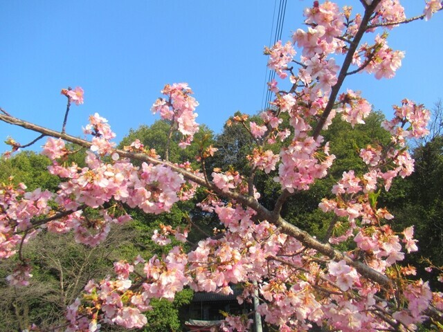 大蔵経寺山の登山口で咲いていた河津桜