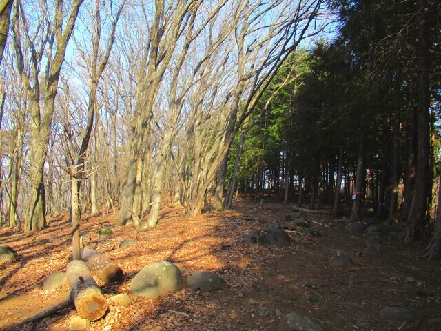 大蔵経寺山から深草観音への登山ルートの詳細