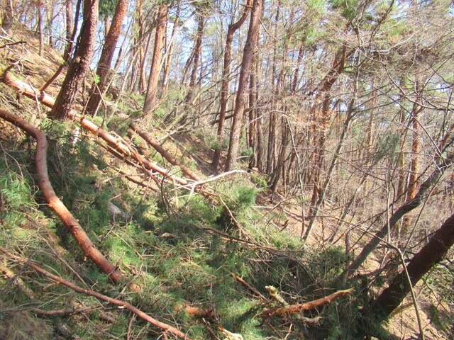 深草観音までの登山道の倒木