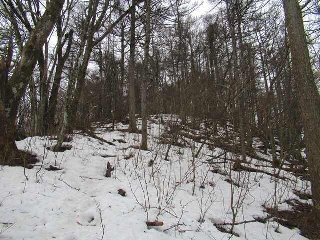 茅ノ尾根の積雪