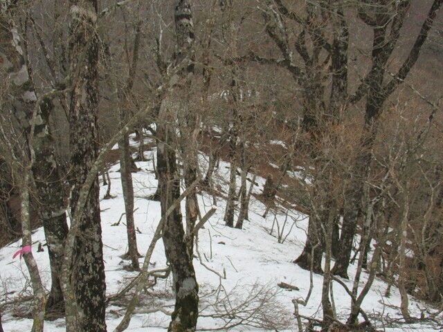 前大室からも北斜面になり積雪が多い登山道