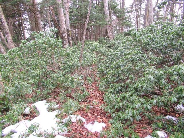積雪と藪のコラボレーションなルート