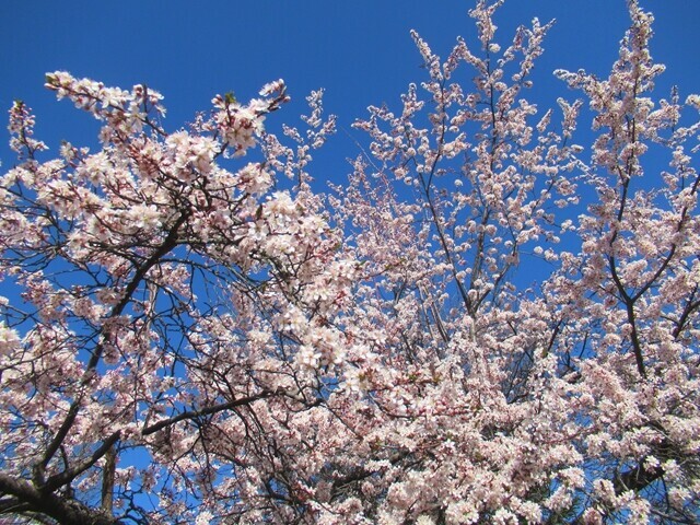 笛吹川フルーツ公園に到着すると桜が満開の様子