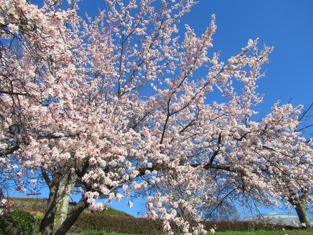 棚山登山中の満開の桜