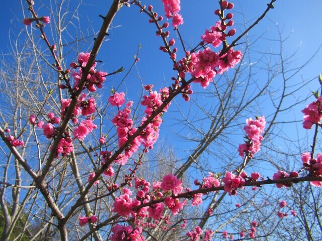 笛吹川フルーツ公園内のお花