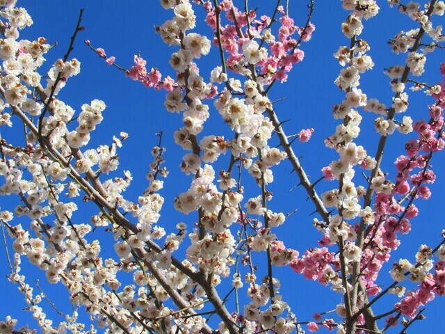 ほったらかし温泉の桃の花が満開の様子