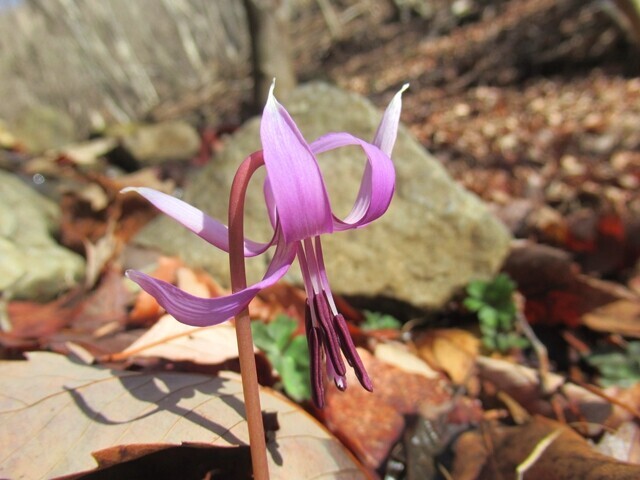 棚山のカタクリの花