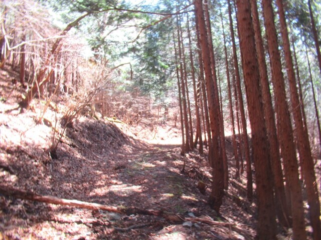 、帯那山登山道の様子