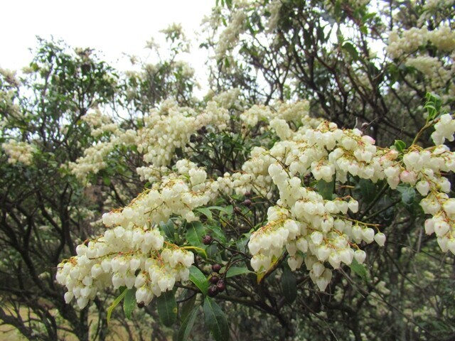 池の平のアセビの花