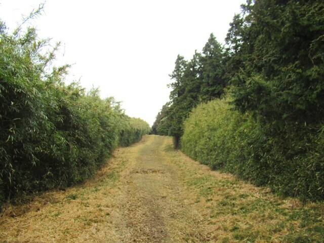 池の平登山ルートの様子