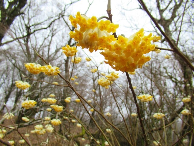 袴腰岳の山頂から愛鷹山への登山ルート上のミツマタの群落
