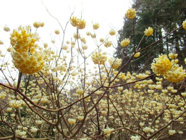 愛鷹山のミツマタ