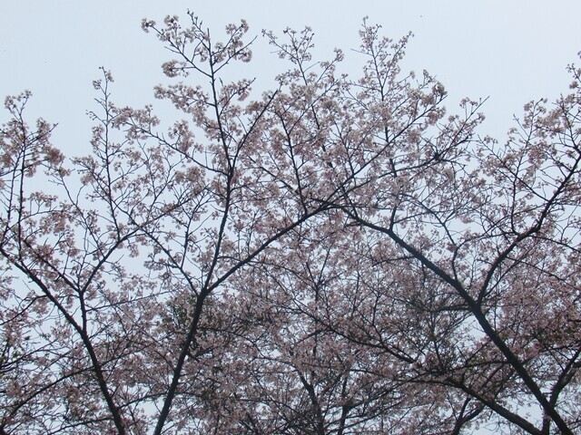 愛鷹山水神社の桜