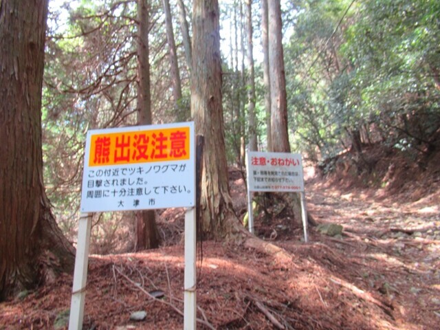 坂本ケーブル駅から延暦寺への登山ルートのツキノワグマ出没情報