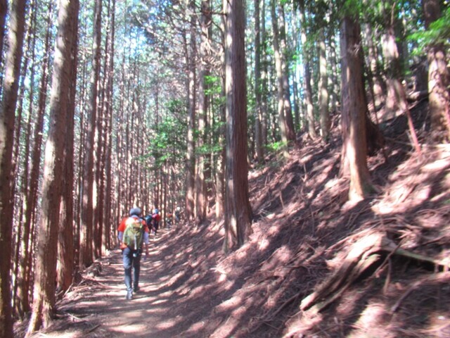 ダイトレチャレンジ登山平坦な登山道