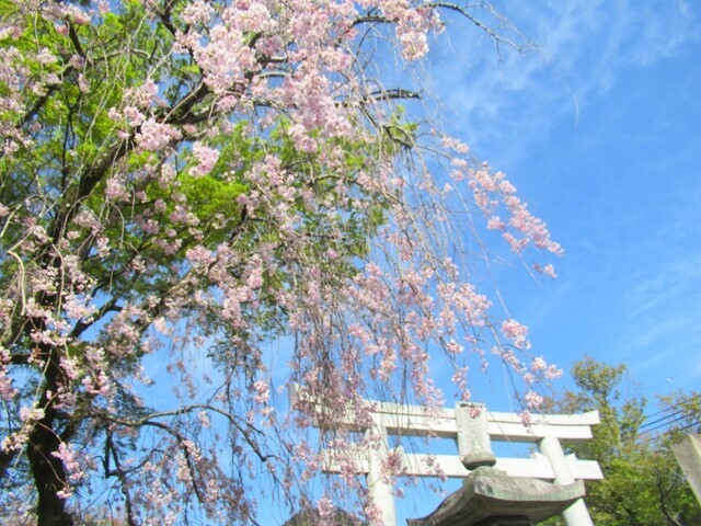 日吉大社周辺の桜
