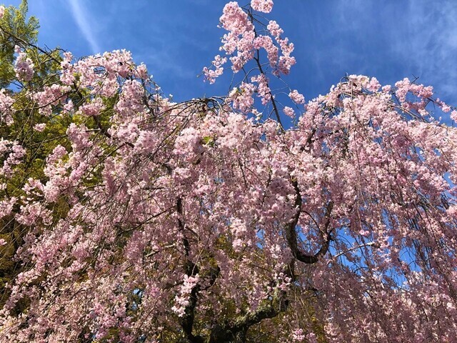 日吉大社桜の季節