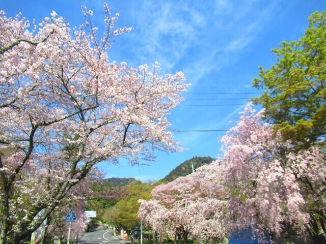 桜の季節の日吉大社