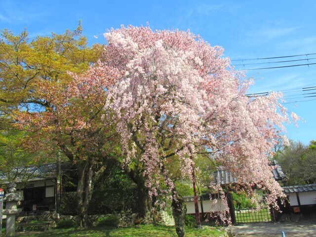 古木の桜が満開の日吉大社