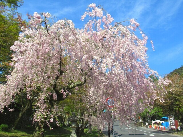 満開の桜が咲いている日吉大社の参道