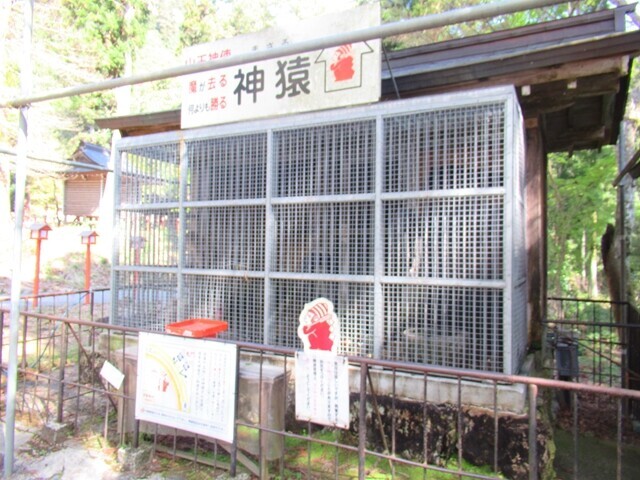 日吉大社の「神猿（まさる）