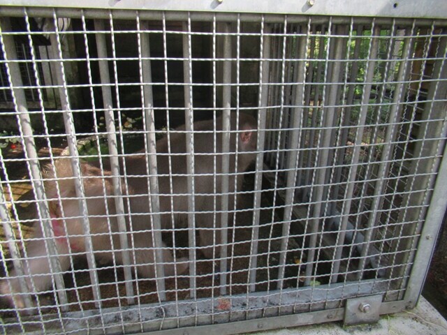 日吉大社の境内で飼育されている神猿（まさる）
