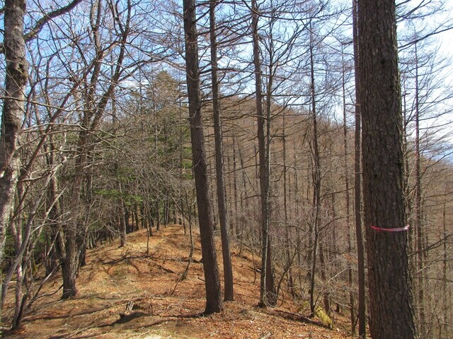 棚根入ノ頭から小楢山登山道