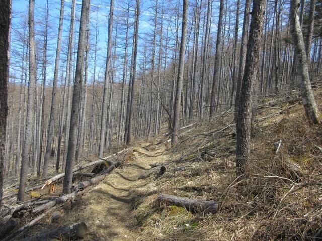 焼山峠までの登山道